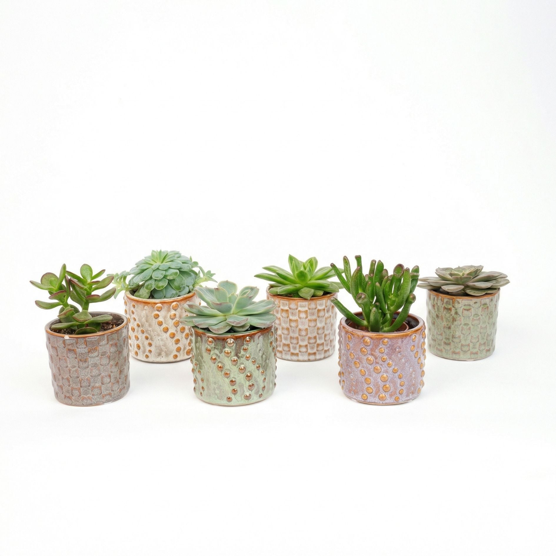 mini succulent plants for sale Succulents Set of 6 in Ceramic Mini Pot Madrid