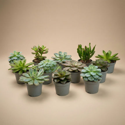 Set of 3 -  Succulent Mix Set - Assorted Succulents in 6 cm Pots (8–12 cm high)