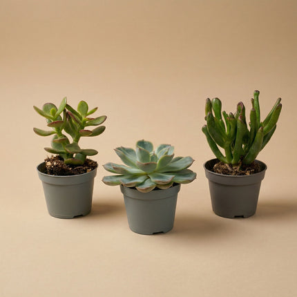 Set of 3 -  Succulent Mix Set - Assorted Succulents in 6 cm Pots (8–12 cm high)