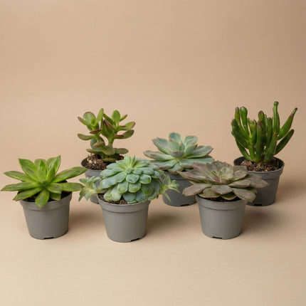 Set of 3 -  Succulent Mix Set - Assorted Succulents in 6 cm Pots (8–12 cm high)
