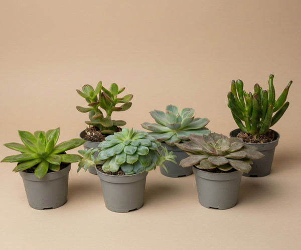 dropship succulents Set of 6 - Succulent Mix Set