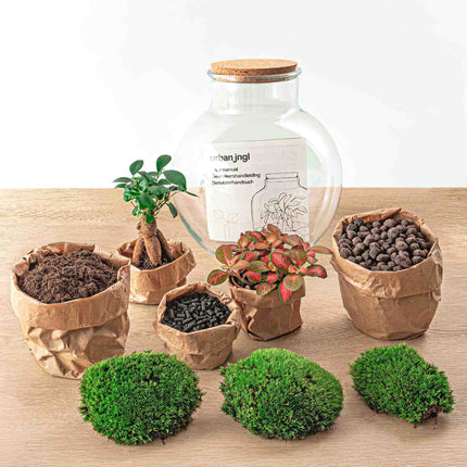 Terrarium DIY Kit • Teddy Bonsai • Ecosystem with plants • ↑ 26,5 cm