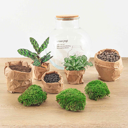 Planten terrarium - Teddy - Ecosysteem plant - ↑ 26,5 cm