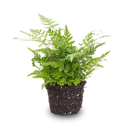 Athyrium spicatum - Zimmer/Terrarium pflanze