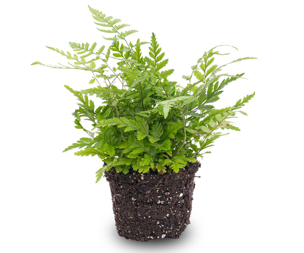 Athyrium spicatum
