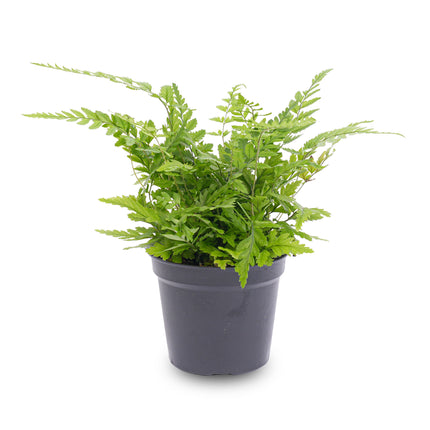 Athyrium spicatum - Zimmer/Terrarium pflanze