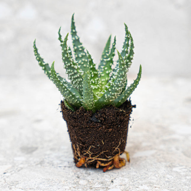 pot size for aloe vera plant Aloe Humilis potsize 5.5 cm – urbanjngl.com