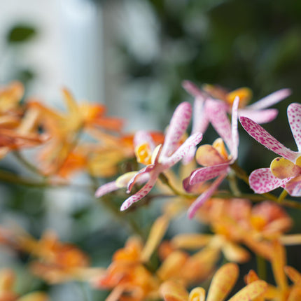 Renanthera orchidee Mix - 2 stuks - Kunstplanten - Bundel set