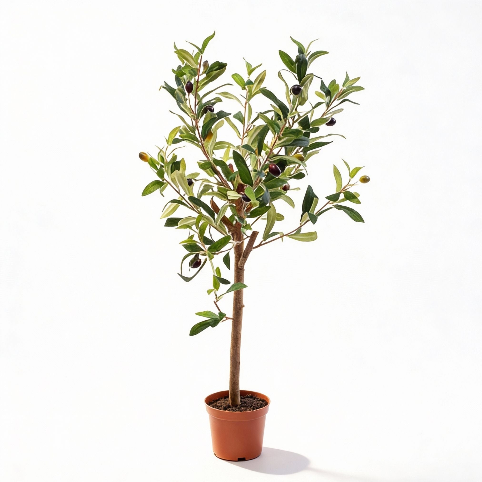 artificial plants in small pots Artificial Olive Tree in Pot 65cm – Lifelike plants – urbanjngl.com