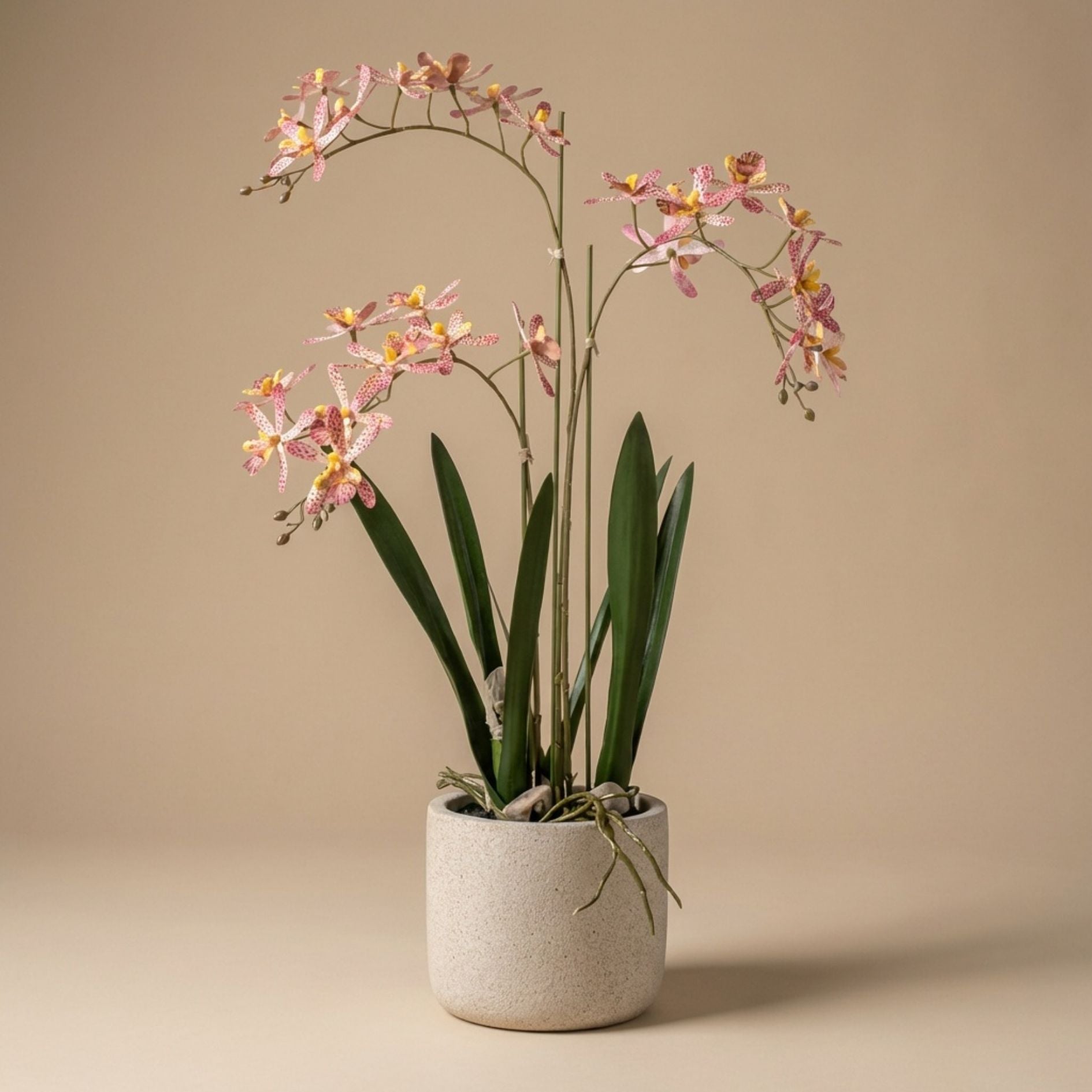 Renanthera Orchidee Rosa im Topf - 56 cm