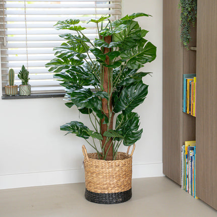 Monstera - am Stab - Kunstpflanze - Grün - ↑ 120 cm