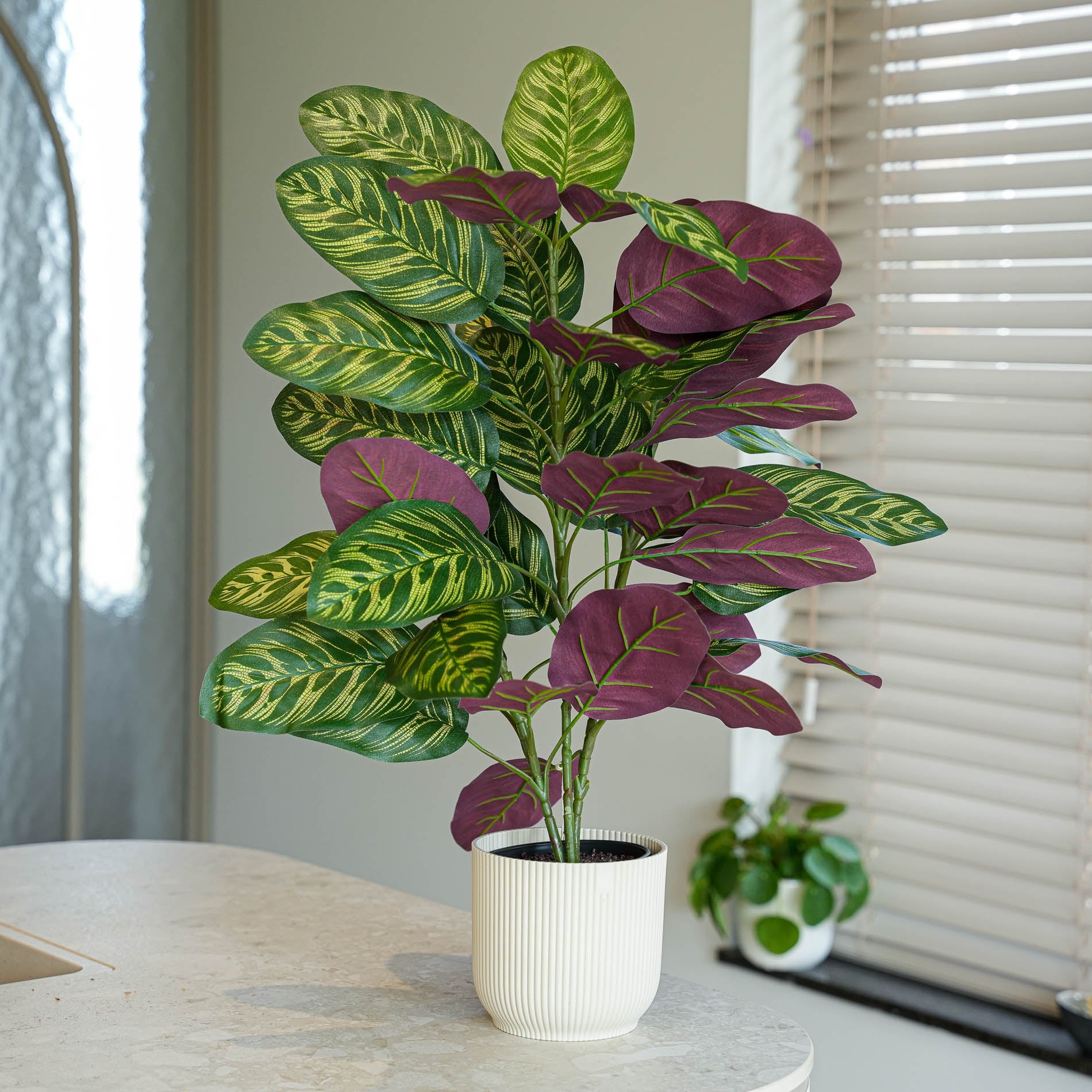 Calathea Bush im Topf