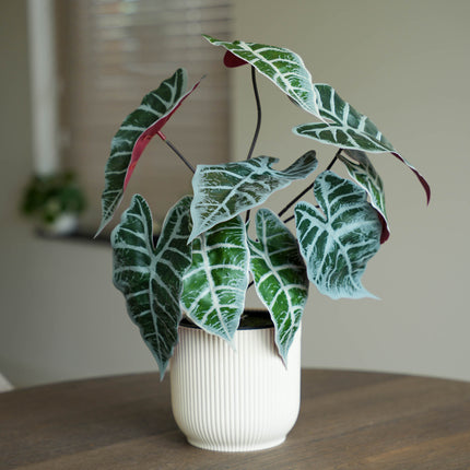 Alocasia Busch im Topf 40 cm - Kunstpflanze