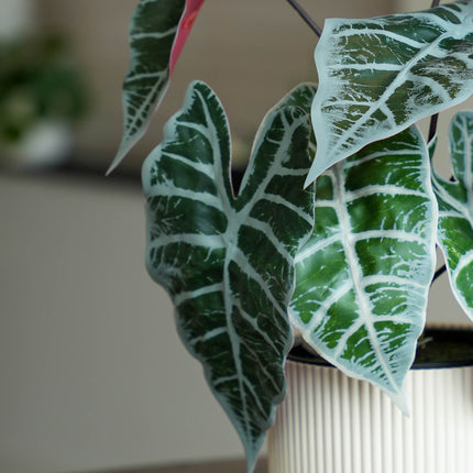 Alocasia Busch im Topf 40 cm - Kunstpflanze