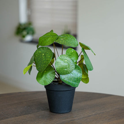 Pilea bush 25 cm in black pot - Artificial plant