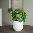 Pilea Busch 25 cm im schwarzen Topf - Künstliche Pflanze