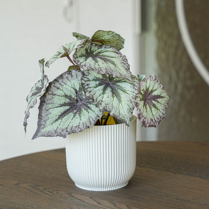 Begonia 26 cm – In pot – Grijs-paarse bladeren – Kunstplant – UV-bestendig – Binnen & buiten
