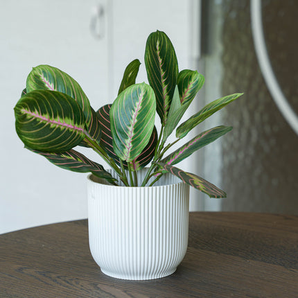 Maranta Bush in Pot - Kunstplant - 30 cm