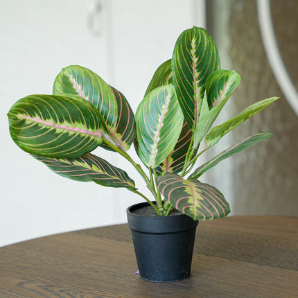 Maranta Bush in Pot - Kunstplant - 30 cm