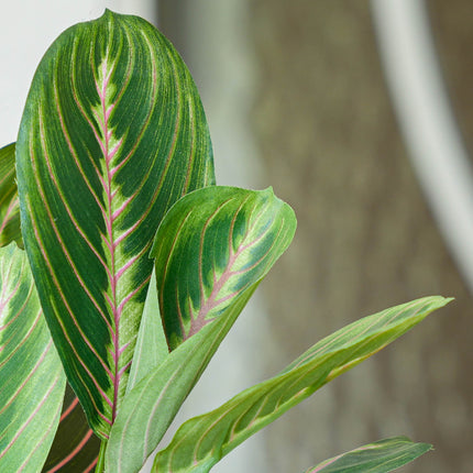 Maranta Bush in Pot - Kunstplant - 30 cm