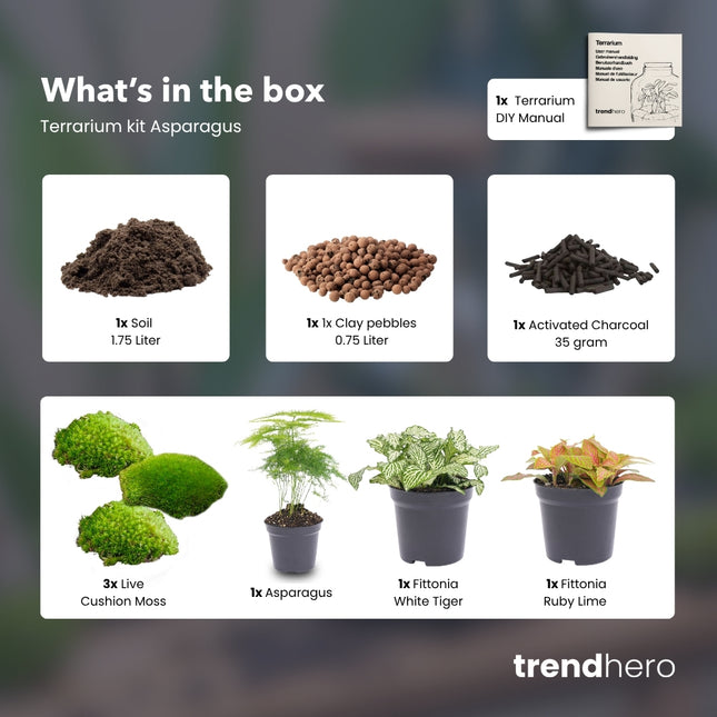 Asparagus - Plant Terrarium Refill & Starter kit - 3 terrarium plants - DIY