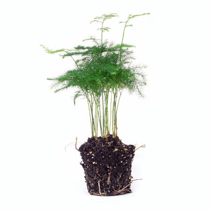 Asparagus Plant - Potmaat 6 cm - 15-20 cm Hoog