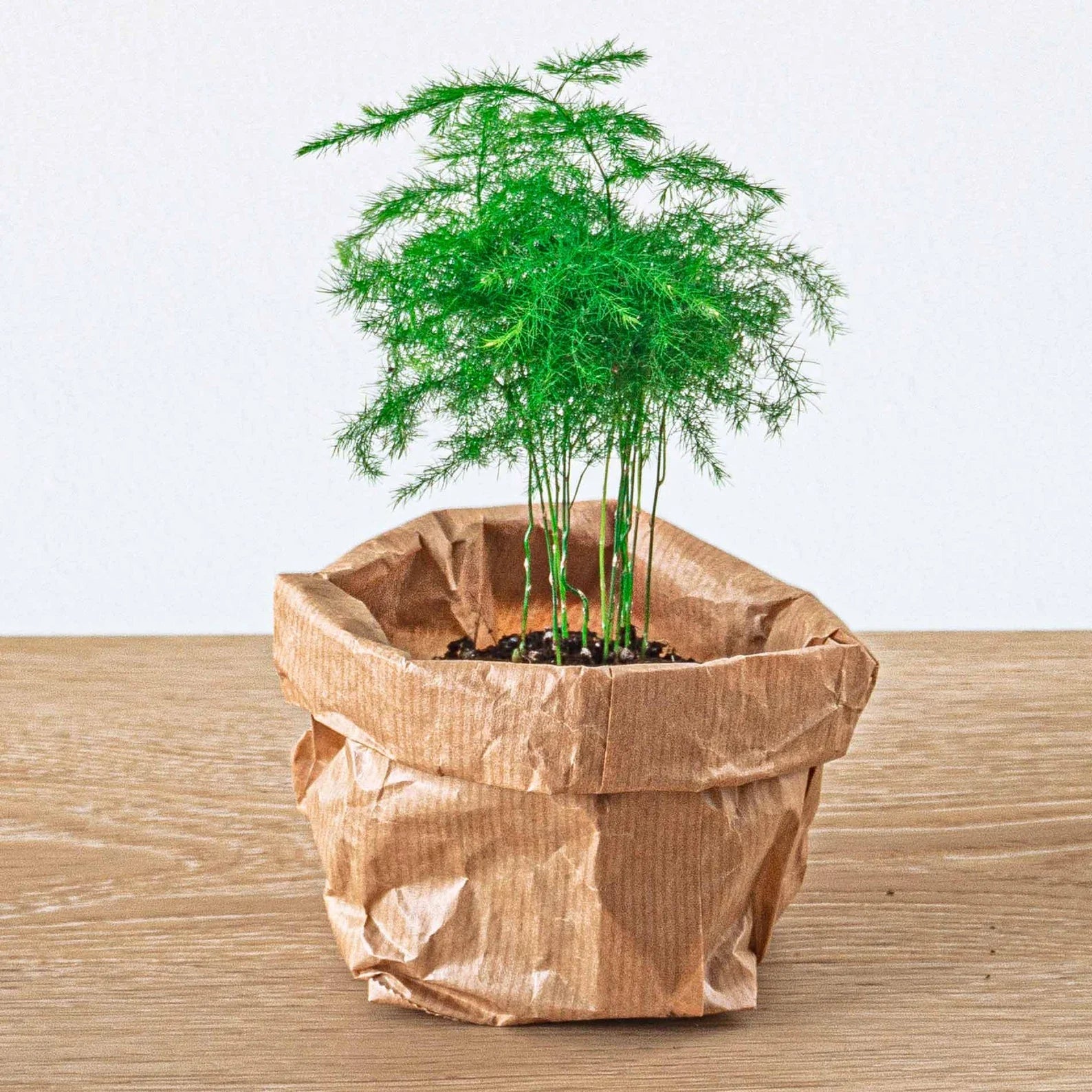 asparagus plant pot Asparagus - Potsize 6 cm