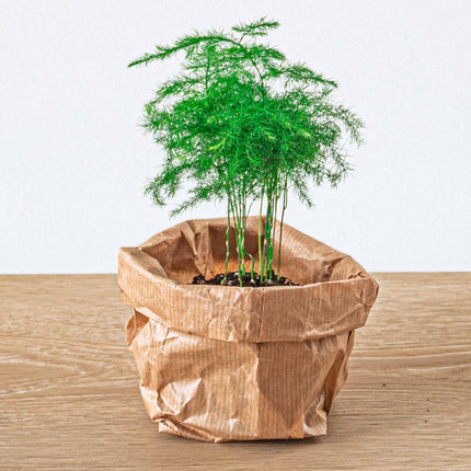 Flaschengarten Paket Asparagus - 3 Pflanzen - Nachfüll & Starterpaket DIY - Pflanzenterrarium Nachfüllset