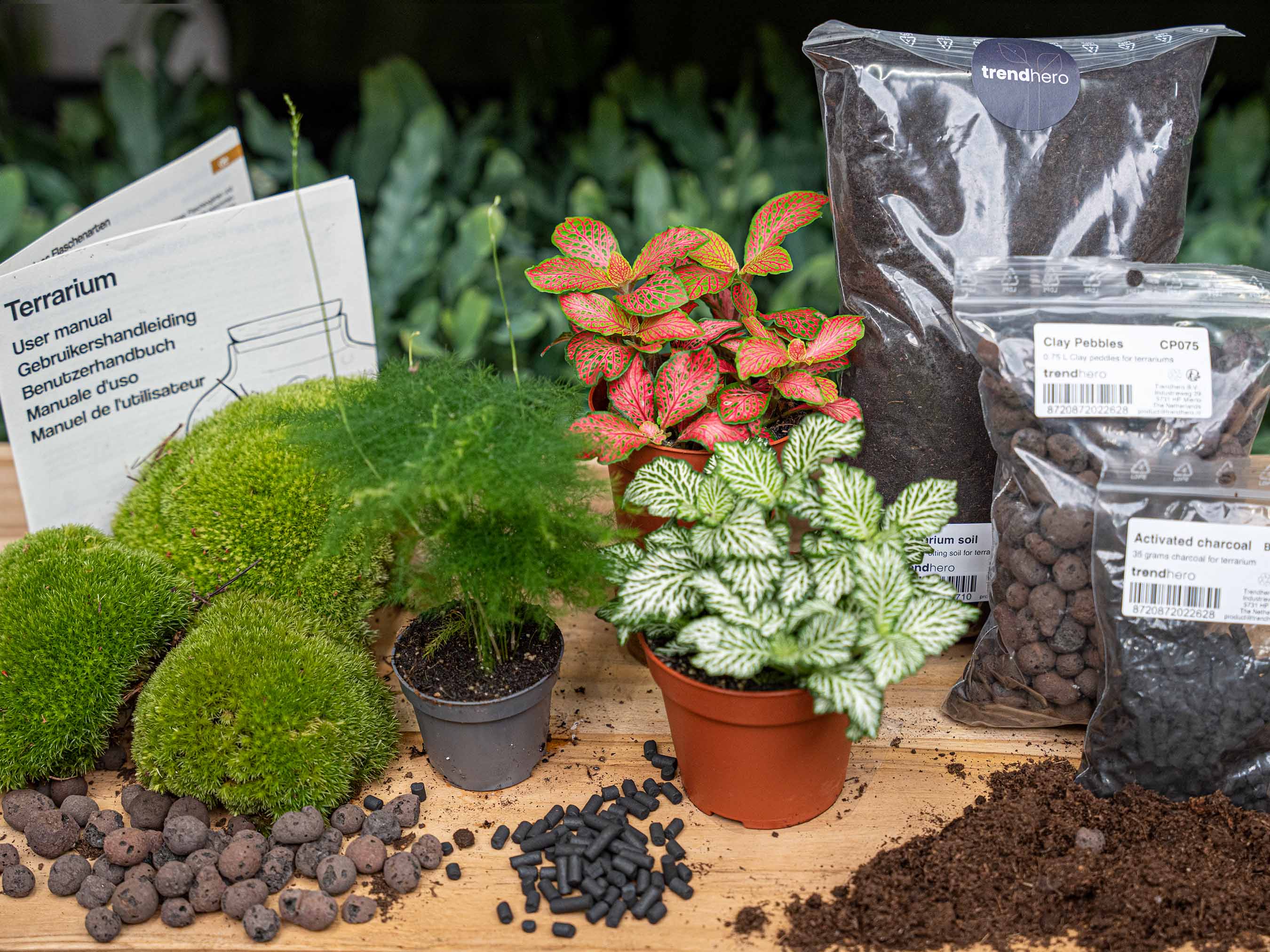 closed terrarium plants for sale Asparagus - Plant Terrarium Refill & Starter kit