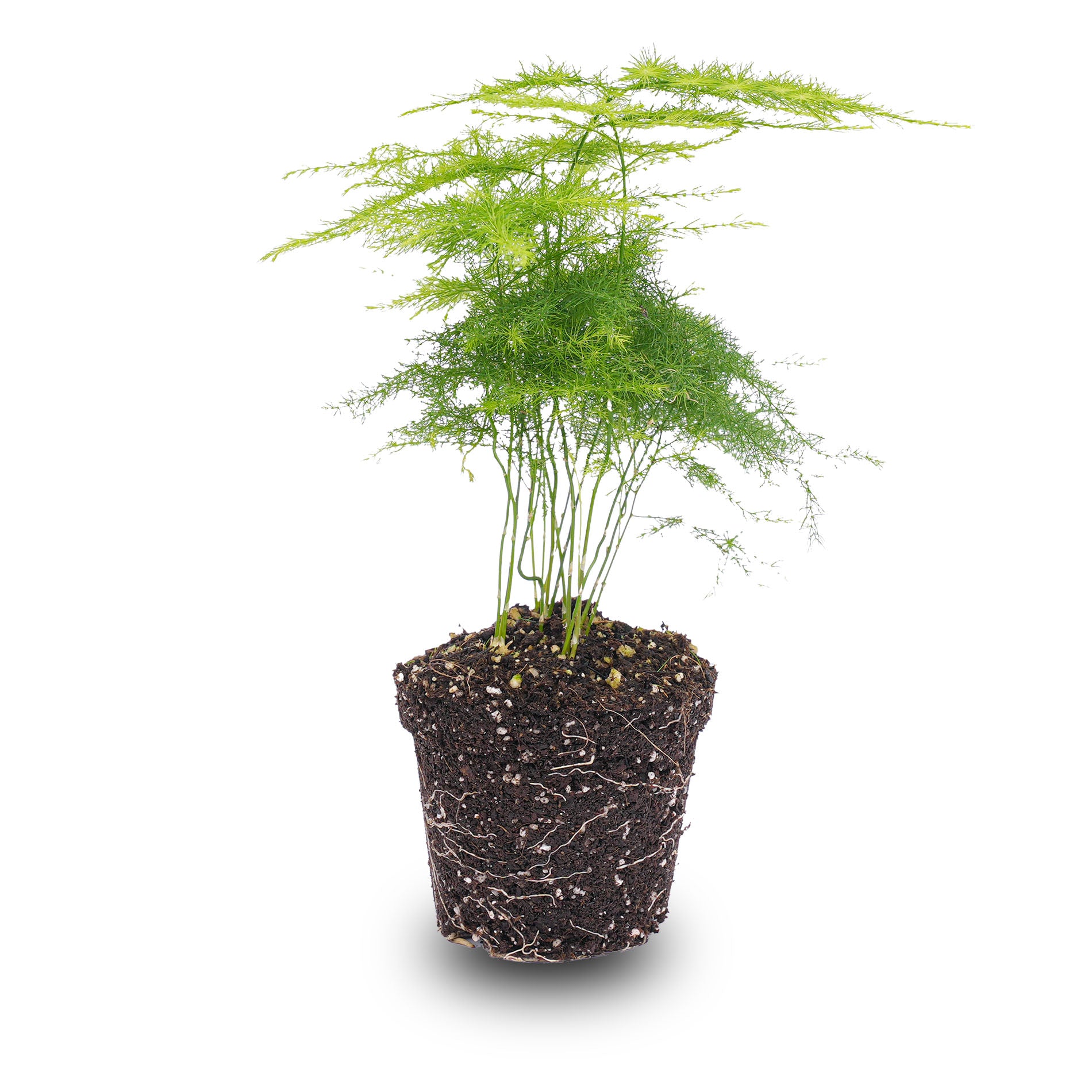 can i plant asparagus in a pot Asparagus - Potsize 6 cm
