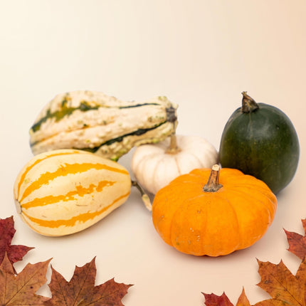 Decoration Pumpkins Net Bag - Ornamental Fruit - Set of 5 - Ø 9 cm