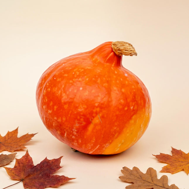 Hokkaido-Kürbis - Rot/Orange - Echt - Ø 17 cm - 1,5 kg