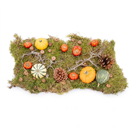 Herbst-Deko-Set 4 echte Kürbisse Ø 6 cm + Moos Holz Zapfen