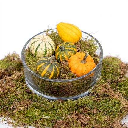 Herbstschale Kürbis Medium - Glas mit 5 echten Kürbissen, Moos