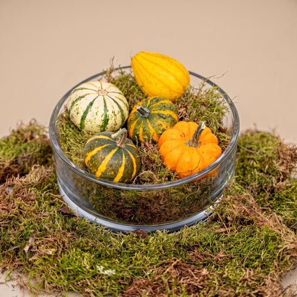 Herbstschale Kürbis Medium - Glas mit 5 echten Kürbissen, Moos