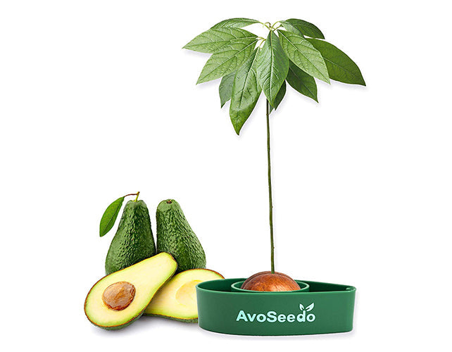 Avocado-Set – Ziehe deine eigene Avocado!