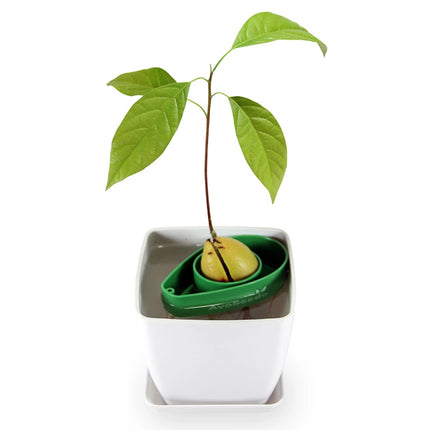 AvoSeedo: Grow Your Own Avocado Tree Kit