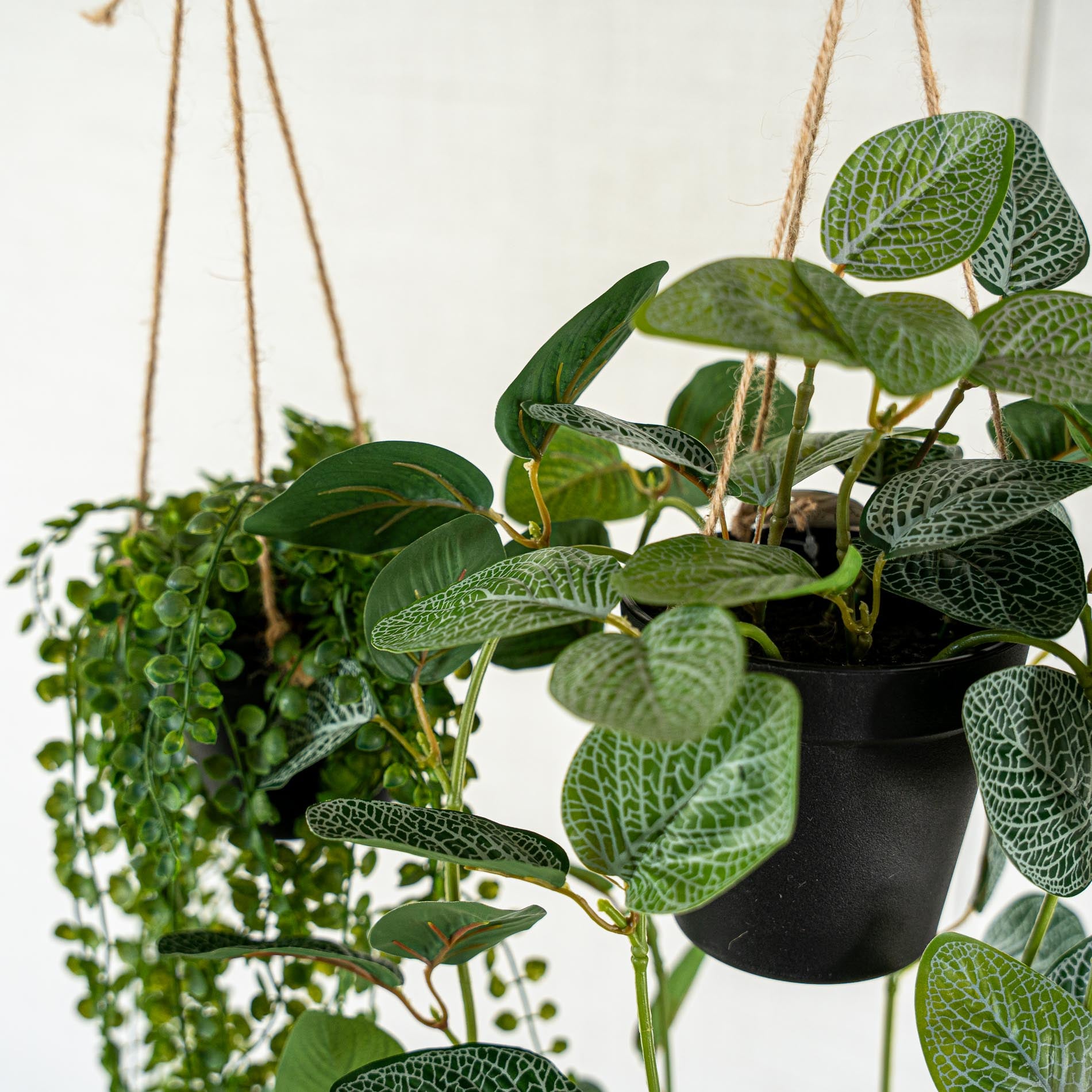 indoor hanging plants for sale near me Hanging Plants with Rope - 2pcs