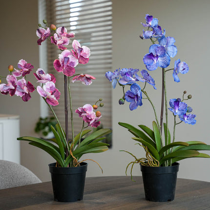 Orchid Vanda mix - 2 pcs - Bundle product - Artificial plants