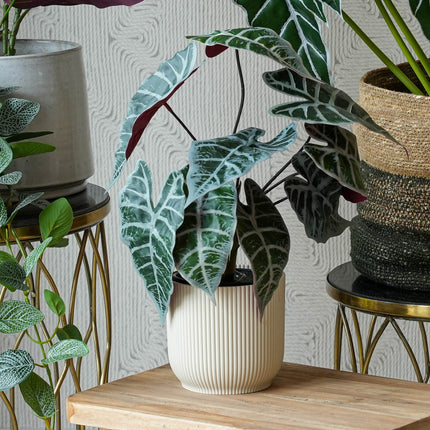 Costa Rica set - 4 pcs - Bundle product - Artificial plants