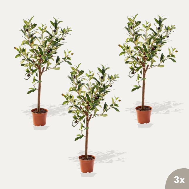 Mini Olivenbaum Set - 3 Stück - Bündelprodukt - Kunstpflanzen