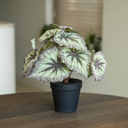 Begonia 26 cm - Potted - Artificial plant - UV - Indoor & Outdoor