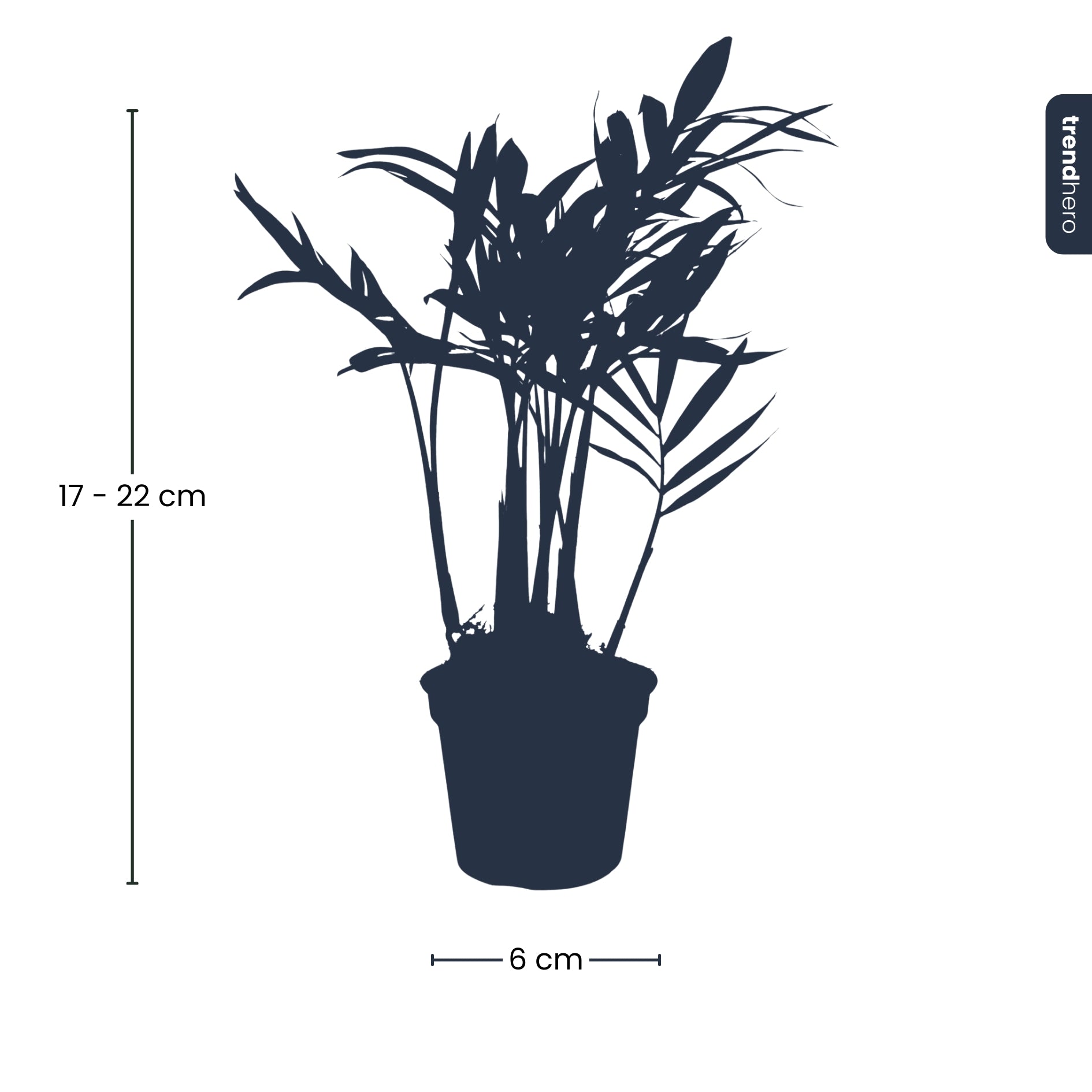 parlor palm terrarium Parlour Palm - Chamaedorea elegans 'baby'