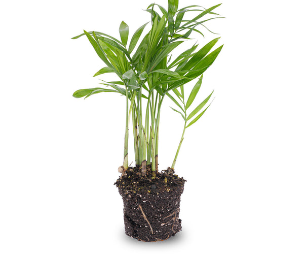 Bergpalme - Chamaedorea elegans 'baby' - Terrarienpflanze  urbanjngl.com