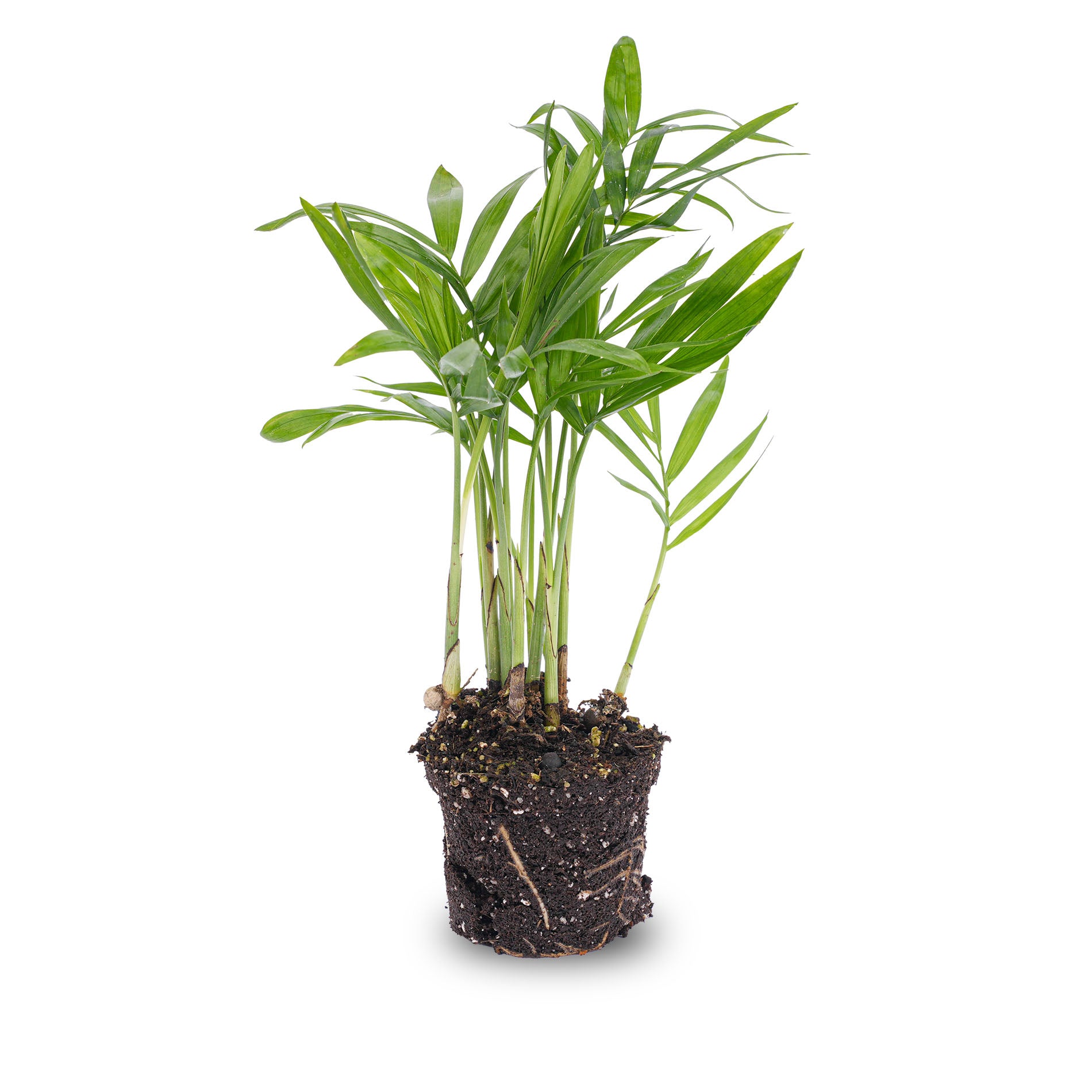 baby palm tree plant Parlour Palm - Chamaedorea elegans 'baby'