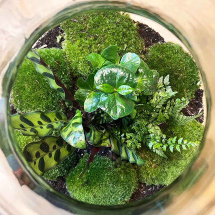 Terrarium DIY Kit - Big Paul Jungle - Bottle Garden - ↑ 42/52 cm