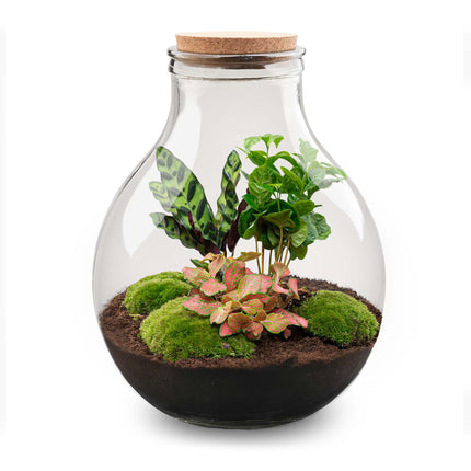 Planten terrarium - Big Paul jungle XL - Ecosysteem plant - ↑ 40 cm - DIY