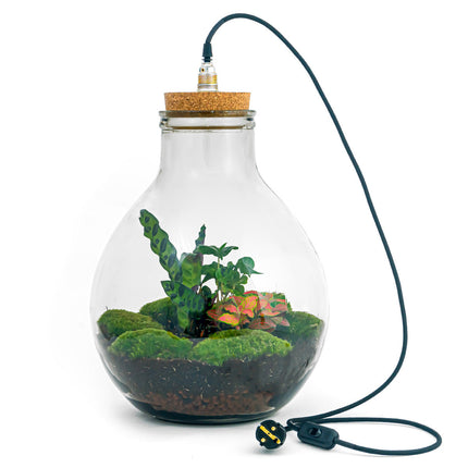 Planten terrarium - Big Paul jungle XL - Ecosysteem plant - ↑ 42/ 52 cm - DIY