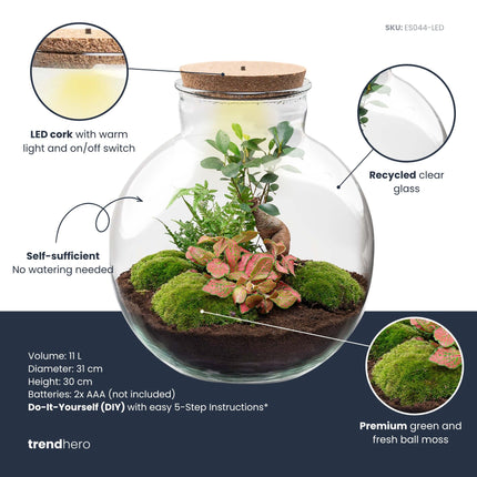 Bolder Bob Bonsai - Planten Terrarium met licht - DIY kit - Ecosysteem plant - Ø 31 cm ↑ 30 cm