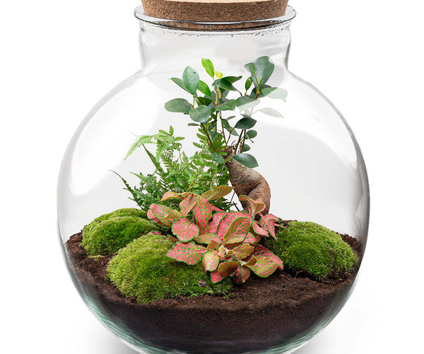 can i put a bonsai tree in a terrarium DIY Terrarium Kit - Create your own mini Ecosystem
